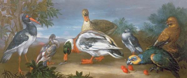 A Landscape with Parrots, Ducks and Pigeons
